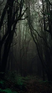 Dark Forest Wallpaper