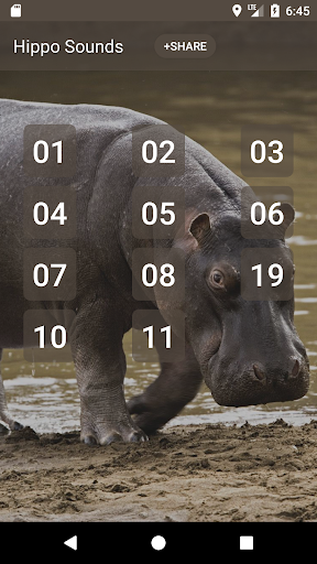 Android application Hippopotamus Sounds screenshort