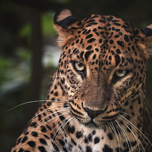 Leopard Wallpapers logo