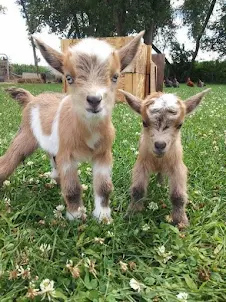 Baby Goat Wallpaper