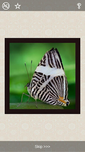 Butterflies Puzzles - 101 pictures