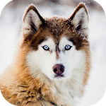 Cover Image of Скачать Wolf Sounds - Wolf Howls‏  APK