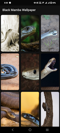 Black Mamba Wallpaper Screen 2