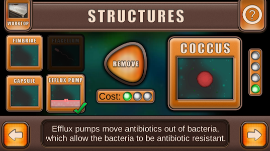 Bacteria Builder