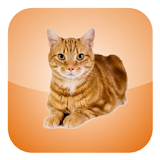 Cat Screen Cleaner icon