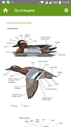 SmartBirds Screen 3