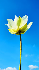 Captura de Pantalla 1 flor de loto fondo pantalla android