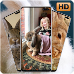 Cover Image of Télécharger Bunny Wallpapers 1.0.166 APK