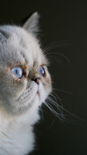 Android application cute persian cat wallpaper screenshort