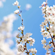 Cherry Blossom Live Wallpaper PRO Изтегляне на Windows