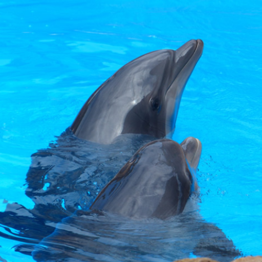 Dolphins - Sound to relax 1.8 Icon