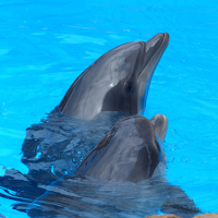 Дельфины - Звук для отдыха
