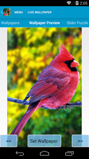 Download Beautiful Birds Live Wallpaper Free for Android - Beautiful Birds  Live Wallpaper APK Download 