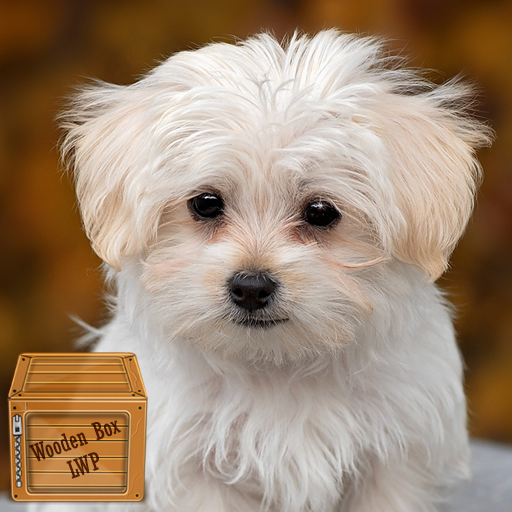 maltese dog wallpaper logo