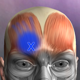 Muscle Trigger Point Anatomy icon