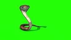 VFX Snakes Effect Videosのおすすめ画像1