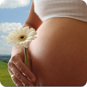 Pregnancy Calendar  Icon