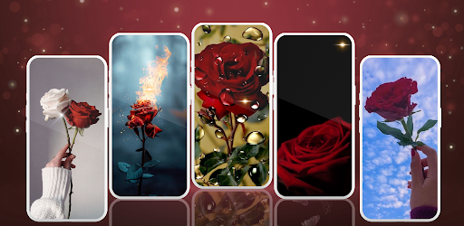 Red Rose Wallpaper Mawar 4K