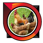 Cover Image of डाउनलोड raising laying hens 3.0 APK