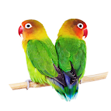 Suara Burung Lovebird Offline icon