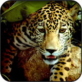 Jaguar wallpapers icon