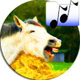 Sounds Of Horses Joke icon