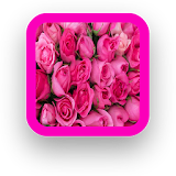 Pink Rose Wallpaper icon