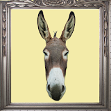 Donkey Prank Mirror icon