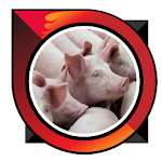 Cover Image of Download raising pigs  APK