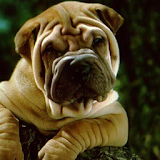 Shar Pei Wallpapers icon