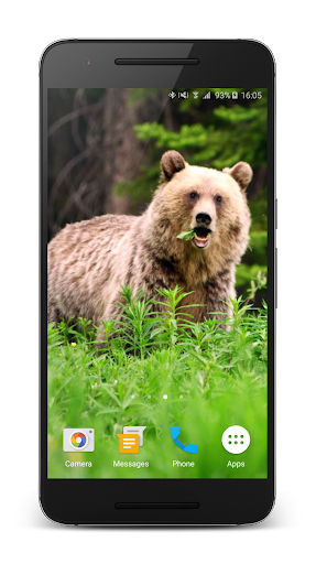 Bear 4K Live Wallpaper Screen 3