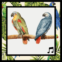 Parrot sounds, best parrot sounds ringtones free