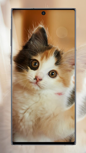 Cute Cat Wallpaper