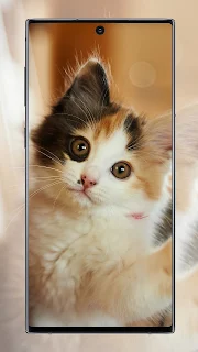 Cute Cat Wallpaper screenshot 11