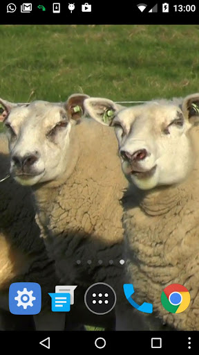cute sheep wallpaper Screen 2