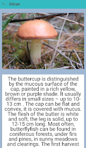 Delicious mushrooms