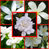 jasmine flower wallpaper icon
