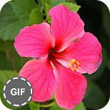 Flower GIF Collection icon