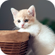 Kitten Wallpaper 2024 - Androidアプリ