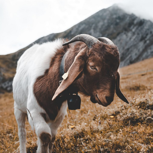 Goat Wallpapers logo