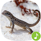 Appp.io - Lizard Sounds Download on Windows