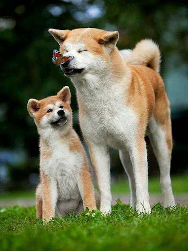 Jigsaw puzzles Classic jigsaw