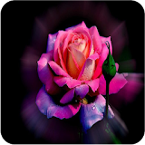 Beautiful Rose Images icon