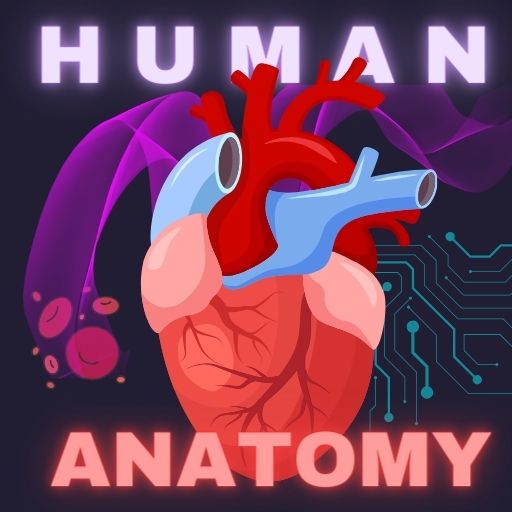 Human Anatomy E Theories  Icon