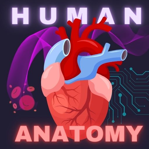 Human Anatomy E Theories Windows에서 다운로드