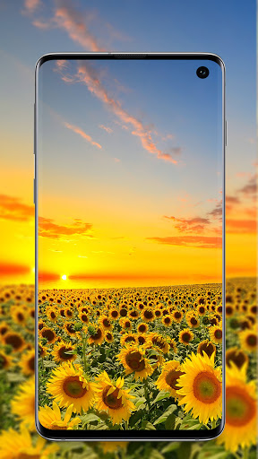 Android application Sunflower Wallpaper screenshort