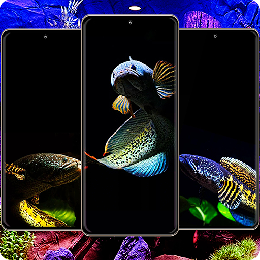 Channa Fish Wallpaper logo