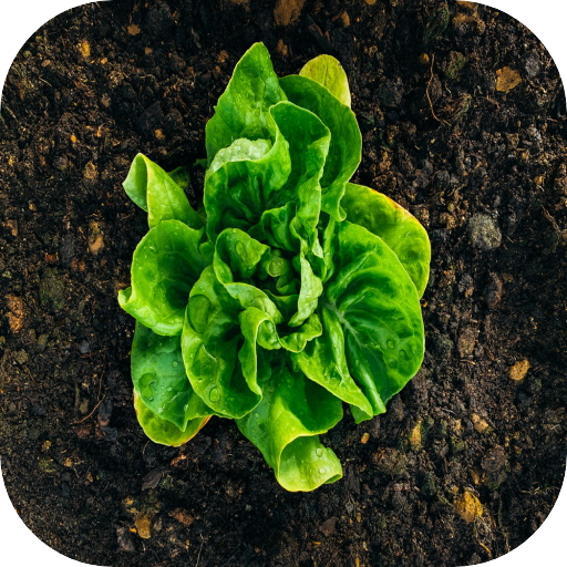 How to Grow Lettuce logo