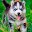 Husky Puppy Wallpapers Download on Windows