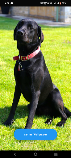 Black Dog Wallpaper Screen 3